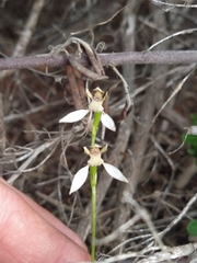 Eriochilus dilatatus