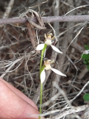 Eriochilus dilatatus