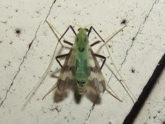 Stenochironomus