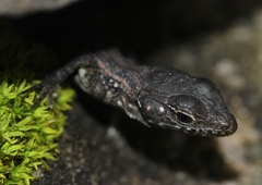 Ninurta coeruleopunctatus