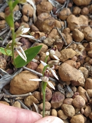 Eriochilus dilatatus