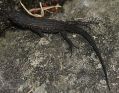 Ninurta coeruleopunctatus
