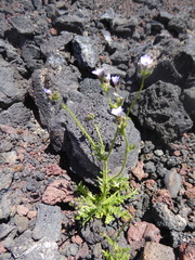 Gilia crassifolia