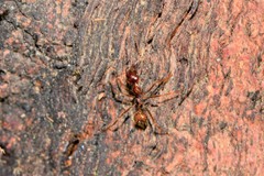 Aphaenogaster longiceps