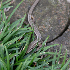Takydromus tachydromoides