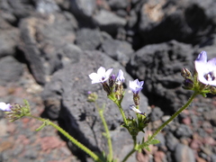 Gilia crassifolia