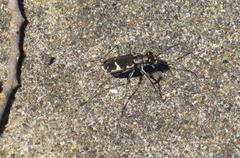 Cicindela schauppii