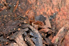 Aphaenogaster longiceps