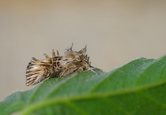 Omphalophana serrata