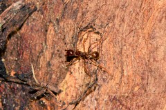 Aphaenogaster longiceps