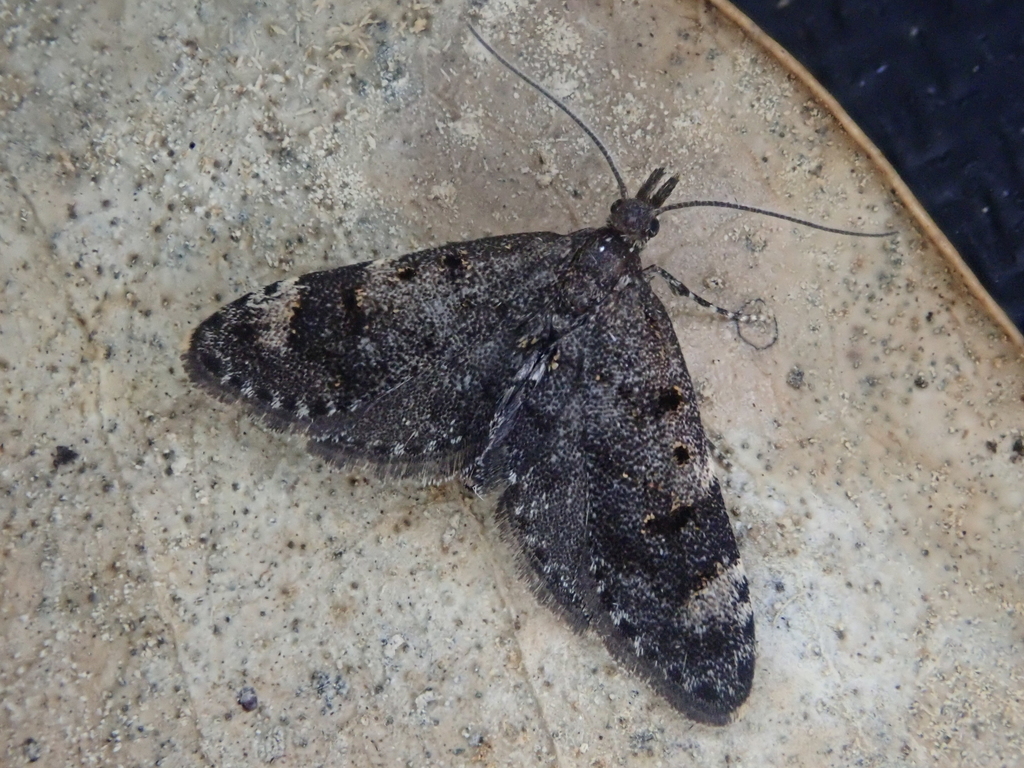 Isonomeutis