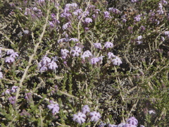 Junellia connatibracteata