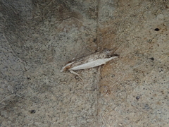 Erechthias chionodira