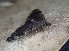 Isonomeutis amauropa