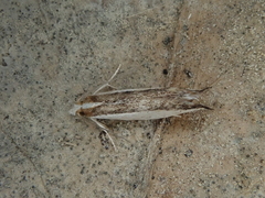 Erechthias chionodira