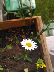 Leucanthemum vulgare