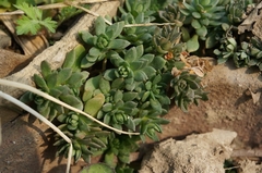 Sedum lineare