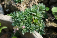 Sedum lineare