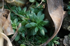 Sedum lineare