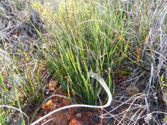 Elegia squamosa