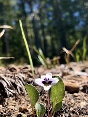Viola cuneata