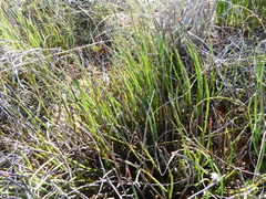 Elegia squamosa