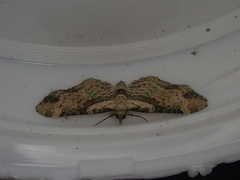 Chloroclystis sphragitis