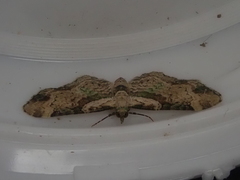 Chloroclystis sphragitis