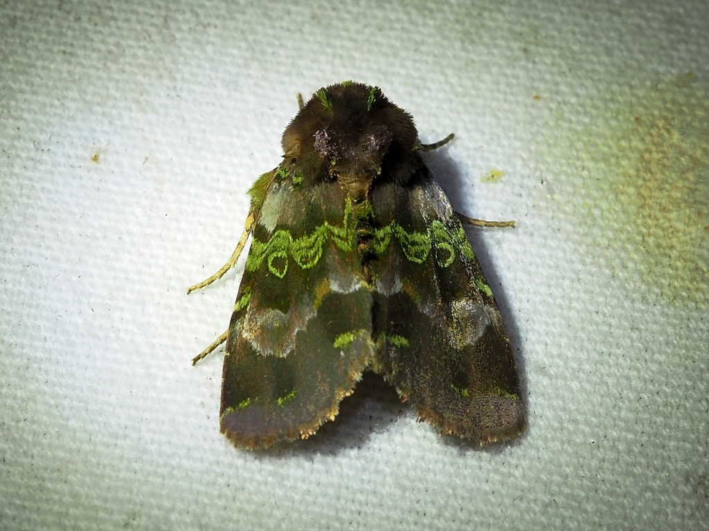 Paratrachea celestina