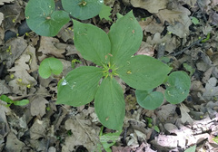 Paris quadrifolia