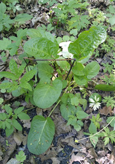 Rumex obtusifolius