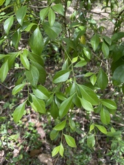 Schaefferia frutescens