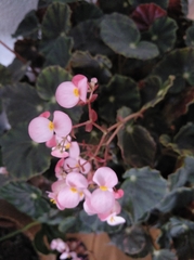 Begonia mazae