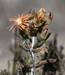 Delosperma versicolor