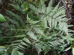 Parapolystichum microsorum pentangulare