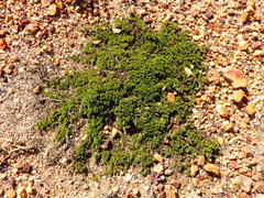 Aspalathus microlithica