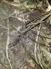 Parapolystichum microsorum pentangulare