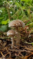 Psathyrella frustulenta