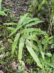 Pteris grandifolia