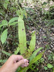 Pteris grandifolia