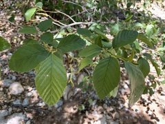 Alnus oblongifolia