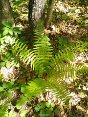 Dryopteris filix-mas