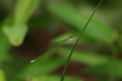 Aciagrion occidentale