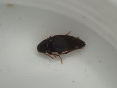Melandryidae