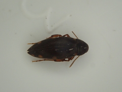 Melandryidae