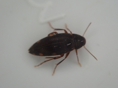 Melandryidae