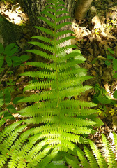 Dryopteris filix-mas