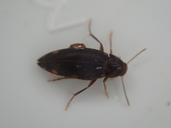 Melandryidae