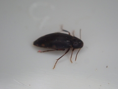 Melandryidae
