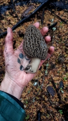 Morchella tomentosa